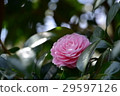 粉紅色的山茶花 29597126