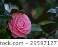 粉紅色的山茶花 29597127