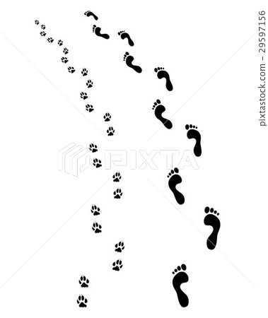 feet and dog paws 29597156