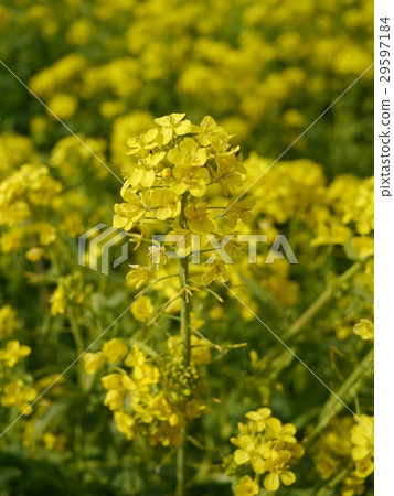 罌粟 罌粟 29597184