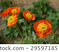 罌粟 29597185