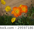 罌粟 29597186