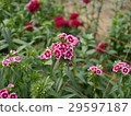 撫子 29597187