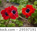 罌粟 29597191