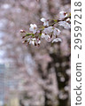 排櫻桃樹 29597218