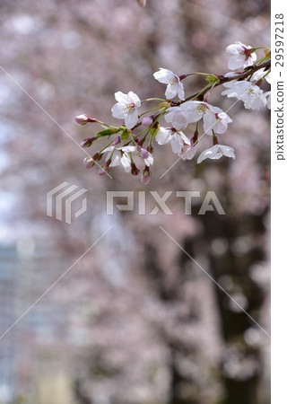 排櫻桃樹 29597218