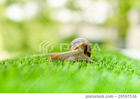 Snail crawling. 29597536