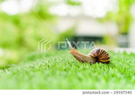 Snail crawling. Snail crawling. 29597540