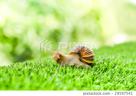 Snail crawling. Snail crawling. 29597541