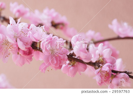 Flower peach Flower peach 29597763