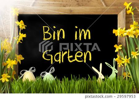 Narcissus, Egg, Bin Im Garten Means In The Garden 29597953