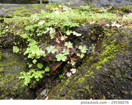 青苔 植被 29598076