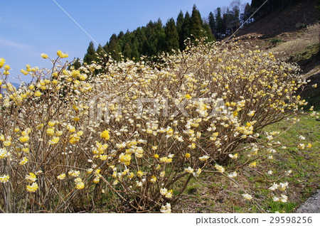 Mikumi's flower garden 29598256