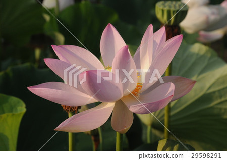 一朵蓮花 29598291