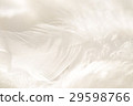 羽毛 29598766