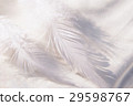 羽毛 29598767