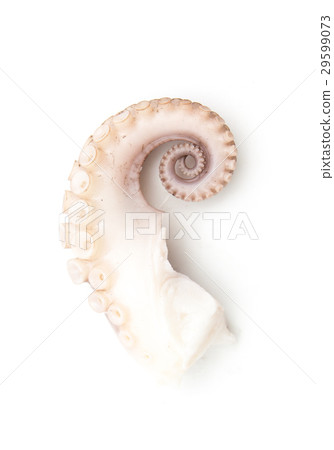 tentacles of octopus isolated on white 29599073