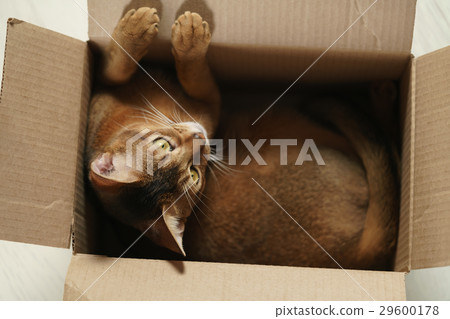 young abyssinian cat sitting in cardboard box on 29600178