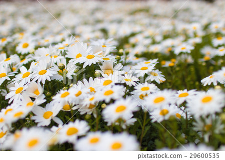 North Pole Flower Field North Pole Flower Field 29600535