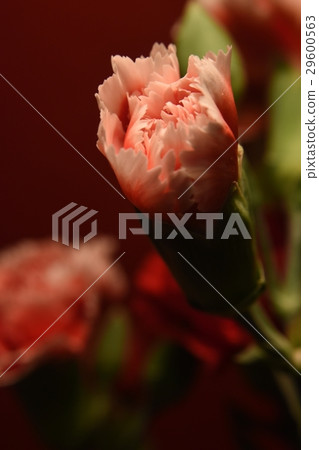 花,花卉,康乃馨,母親節,感恩,母愛,媽媽,五月,感謝,花語,反哺,溫馨,美麗,漂亮,節日,團聚 29600563