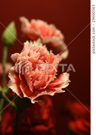 花,花卉,康乃馨,母親節,感恩,母愛,媽媽,五月,感謝,花語,反哺,溫馨,美麗,漂亮,節日,團聚 29600565