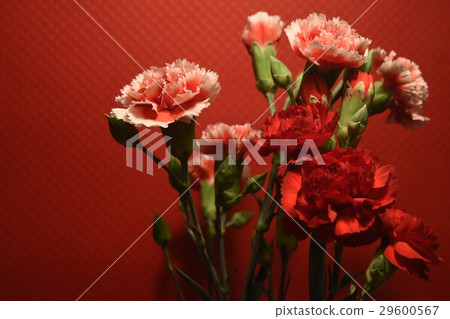 Flower,flower,carnation,mother's day,grateful,mother love,mother,may,thank,flower,feedback,warm,beautiful,pretty,festive,reunion 29600567