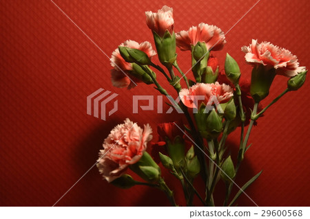 花,花卉,康乃馨,母親節,感恩,母愛,媽媽,五月,感謝,花語,反哺,溫馨,美麗,漂亮,節日,團聚 29600568