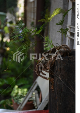 酒,啤酒,黑麥,咖啡廳,休閒,圍牆,盆栽,厥類,咖啡,放鬆,下午茶,庭院,悠閒,蛋糕,起士,慢活 酒,啤酒,黑麥,咖啡廳,休閒,圍牆,盆栽,厥類,咖啡,放鬆,下午茶,庭院,悠閒,蛋糕,起士,慢活 29600604