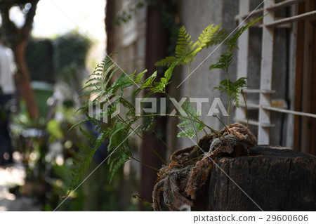 Alcohol, beer, rye, cafe, leisure, fence, potted, ape, coffee, relax, afternoon tea, courtyard, leisurely, cake, cheese, slow 29600606