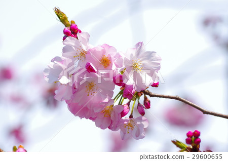淡粉色的櫻花 淡粉色的櫻花 29600655