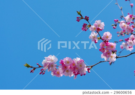 淡粉色的櫻花 29600656