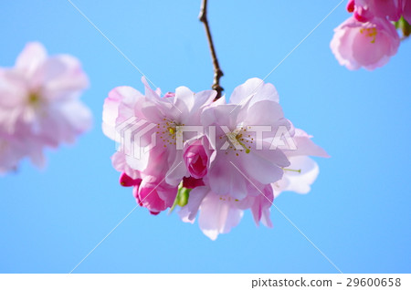 淡粉色的櫻花 29600658