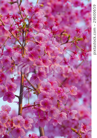 Pink cherry blossoms in full bloom 29600659