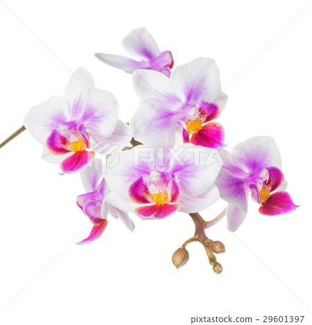 branch of white and lilac orchid, phalaenopsis branch of white and lilac orchid, phalaenopsis 29601397