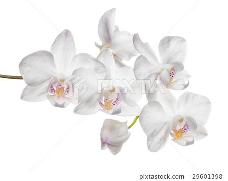 blooming twig of white orchid, phalaenopsis blooming twig of white orchid, phalaenopsis 29601398
