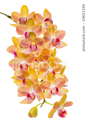 blooming twig of abundant striped orange orchid blooming twig of abundant striped orange orchid 29601399