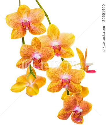blooming twig of unusual spotted orange orchid blooming twig of unusual spotted orange orchid 29601400