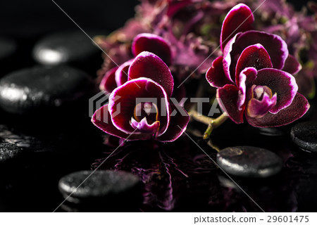 spa composition of dark cherry orchid flower 29601475