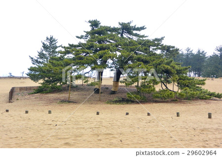 鳥取沙丘附近的“鳥取沙丘”休息 29602964