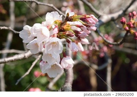 櫻花 29603200
