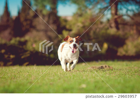 Cute jack russell is running in grass field Cute jack russell is running in grass field 29603957
