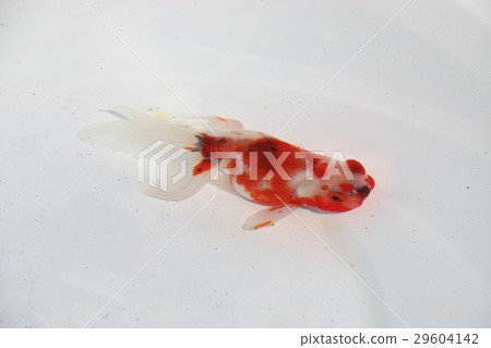 Goldfish varieties Eastern Japanese 29604142
