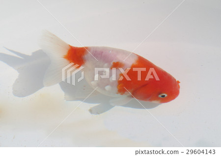 Goldfish variety Sakura Nishiki 29604143
