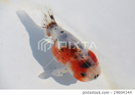 Goldfish varieties Edo-kishi Goldfish varieties Edo-kishi 29604144