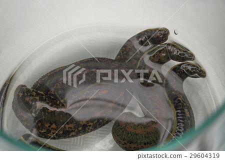 The medical leech close up The medical leech close up 29604319