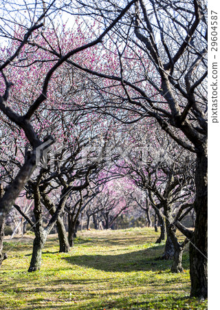 Park scene with red and white plum blossoms Park scene with red and white plum blossoms 29604587