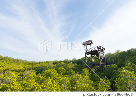 Woman standing on the scenic spot. 29604668