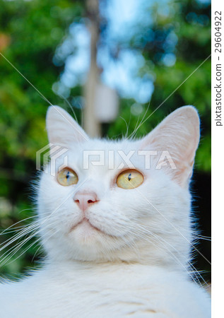 Vintage style tone .Thai white cat 29604922