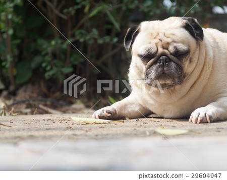 portraits photo of a lovely white fat cute pug dog 29604947