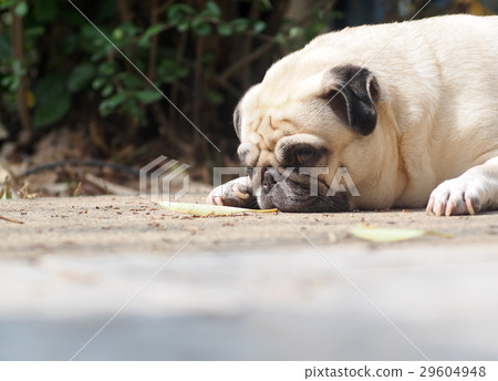 portraits photo of a lovely white fat cute pug dog 29604948